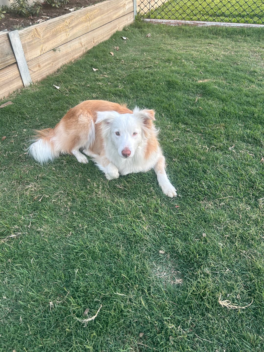Customer photo review of Border Collie Golden Xlarge Candle