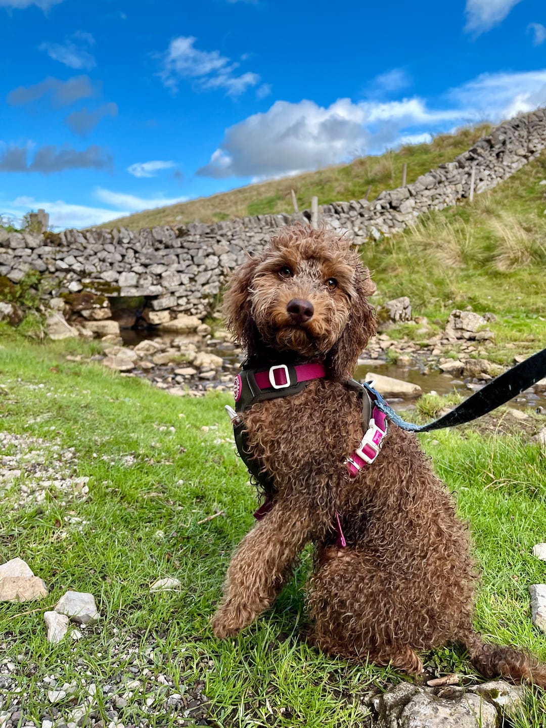 Customer photo review of Trail & Glow Dog Harness - COLOUR DROPS® - Olive it Hot