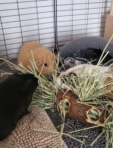 Customer photo review of Timothy Hay Box 'Soft Cut'