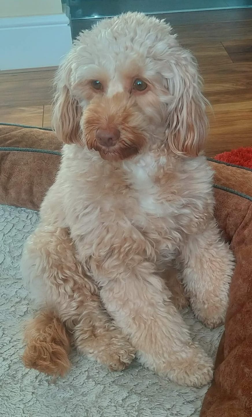 Customer photo review of Total Urinary Care Supplement For Dogs