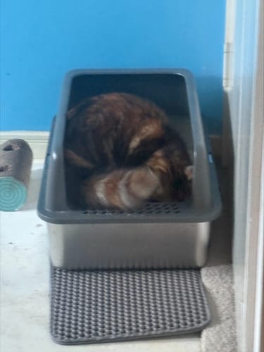 Customer photo review of 3 Month Supply - 1 Cat