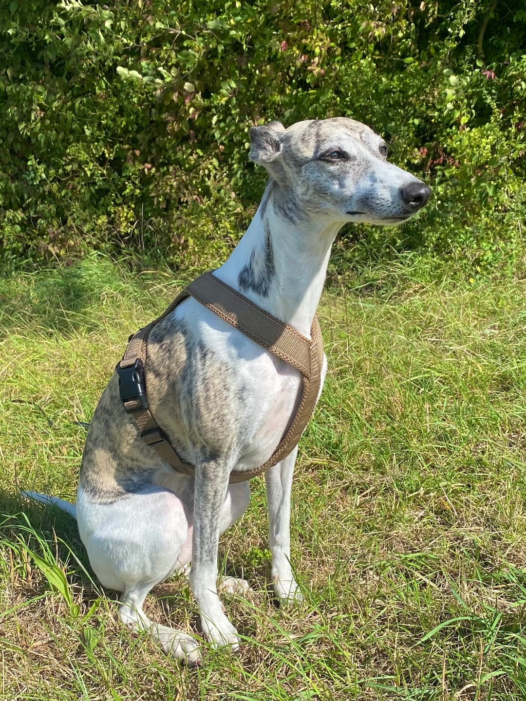 Customer photo review of Windhundgeschirr FUN "Golden Sand"
