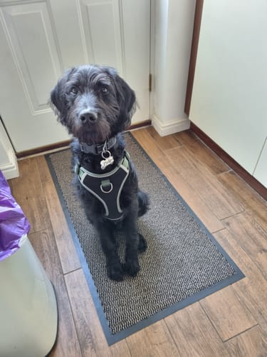 Customer photo review of Gentle Dog Food Original