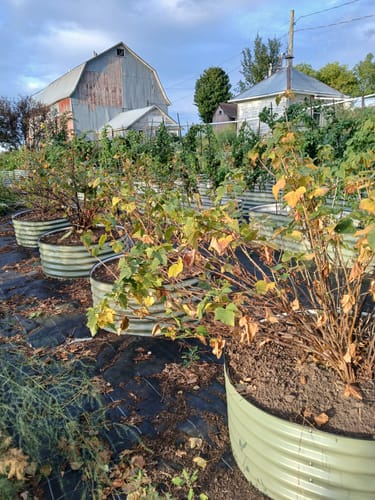 Customer photo review of 17” Tall Large Round