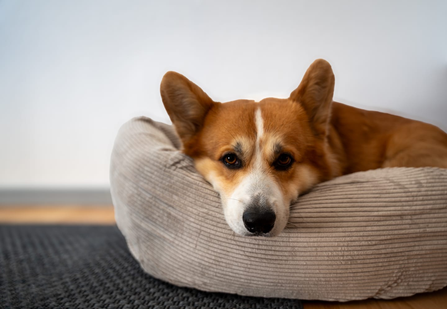 Customer photo review of Staey - Luna 3.0 Hundeseng, Dune Fløjl