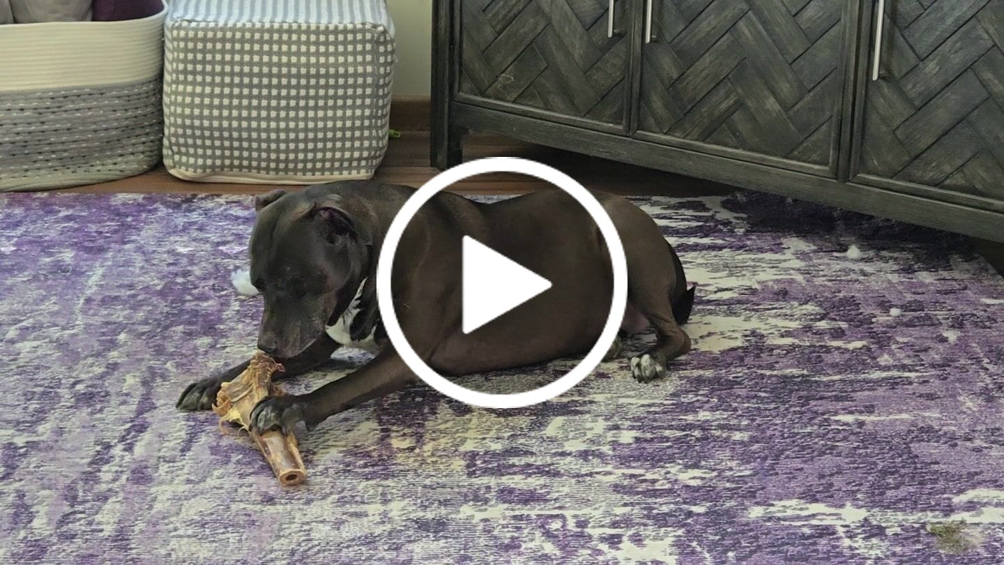 Customer video review of Large Ostrich Cane (11.5" x 5"): The Ultimate Long-Lasting Chew for Medium, Large & XL Dogs