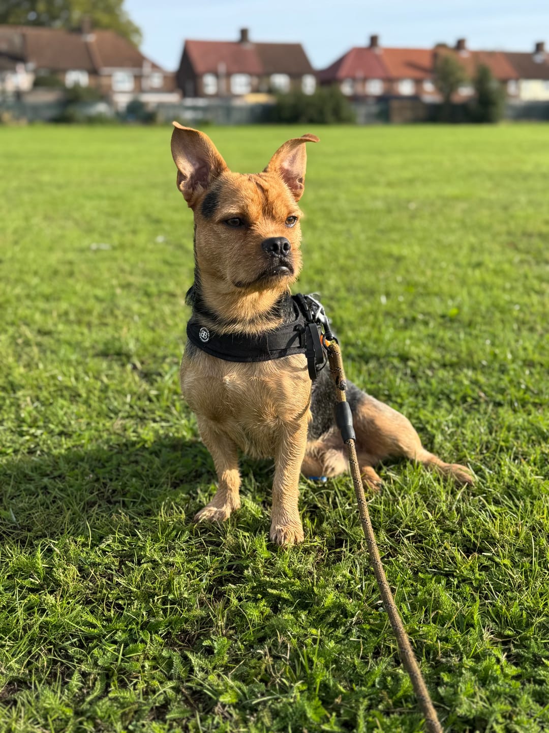 Customer photo review of Boomerang Harness - XS-M Breeds - Black