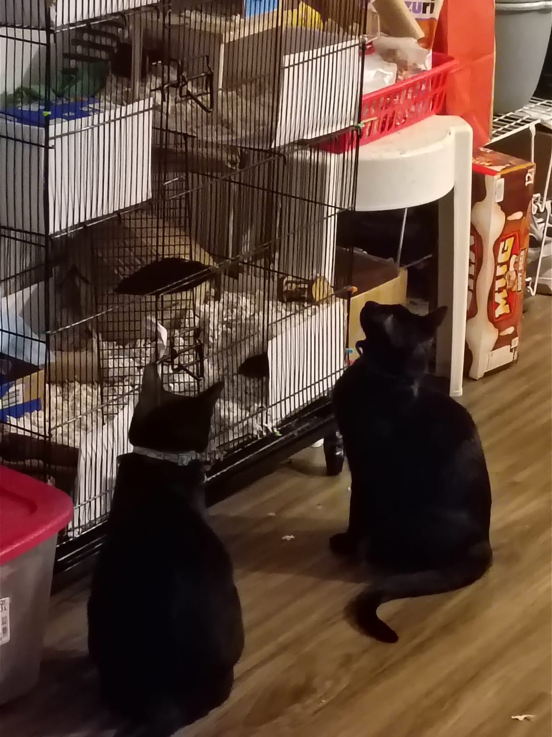 Customer photo review of Broad Spectrum Cat Dewormer Remedy