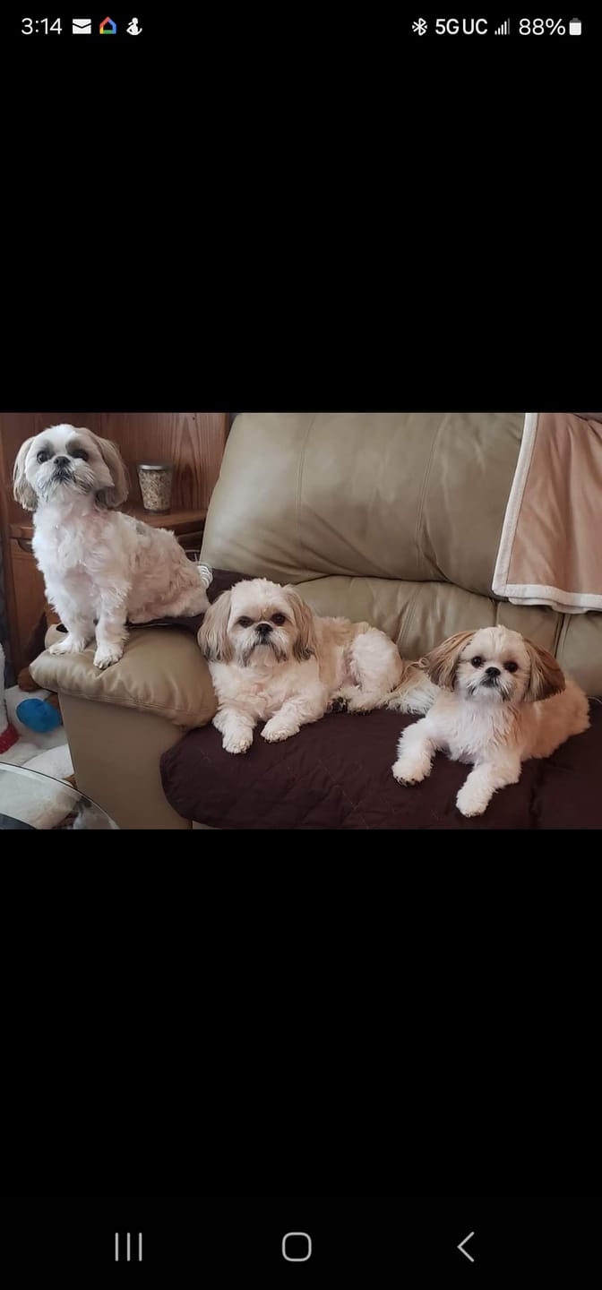 Customer photo review of FurLife™ - Flea & Tick Defense Chews for Dogs