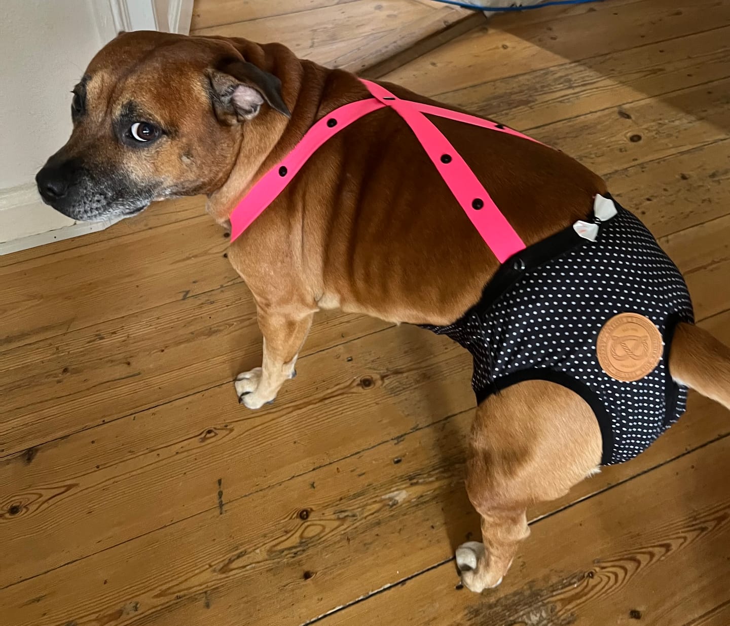 Customer photo review of Staffordshire Bull Terrier 1935® Hygiene Panties with Suspenders - Maid