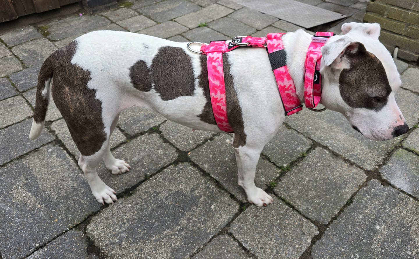Customer photo review of Training Anti Pull TRI-Harness® | M-XL Breeds - Bubblegum