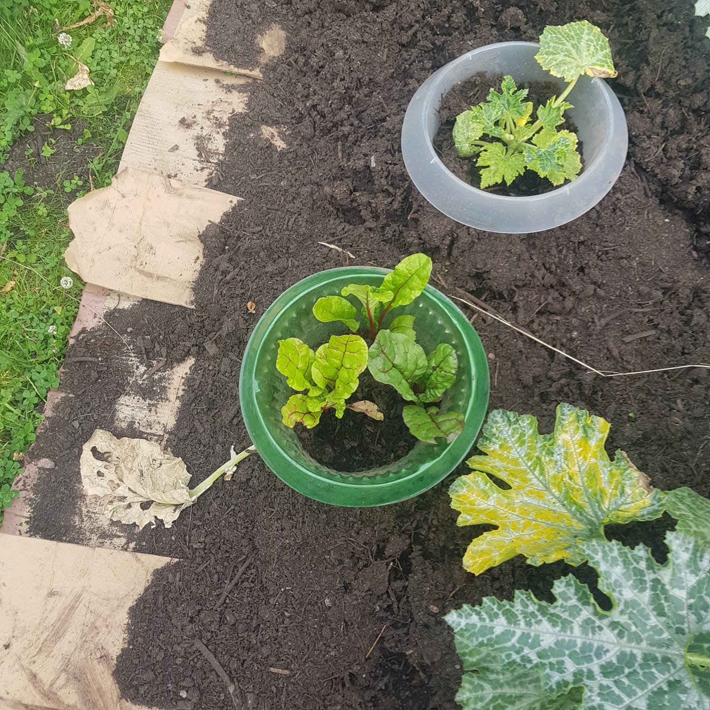 Customer photo review of Gelbe Zuccini