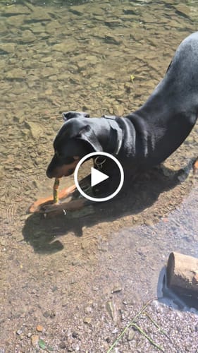 Natalie R. review of 4cm Pin Buckle Collar | With Handle - Black image 1 out of 1