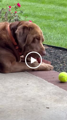 Customer video review of 12 Inch Monster Bully Stick