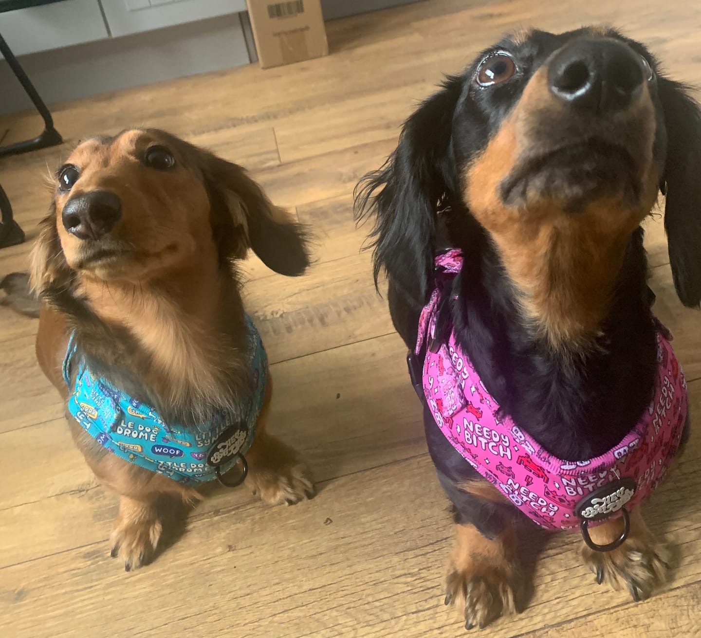 Customer photo review of Needy bitch harness