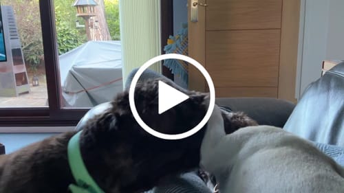Customer video review of Marshmallow┃Bouclé Collar