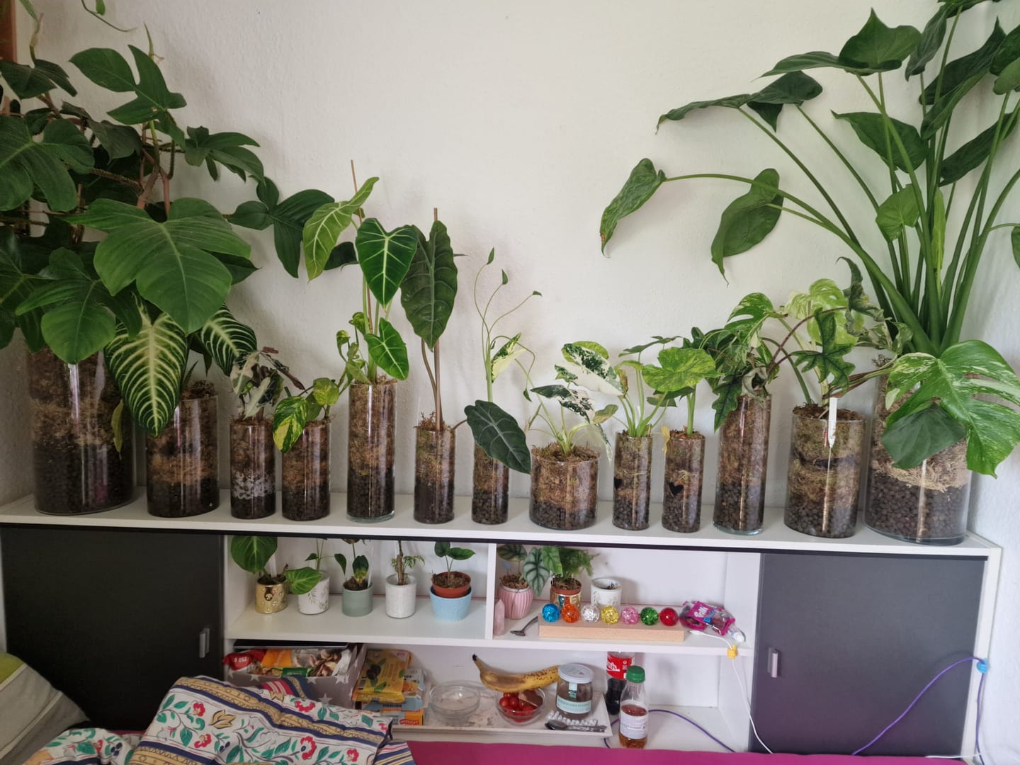 Customer photo review of Sphagnum Moss