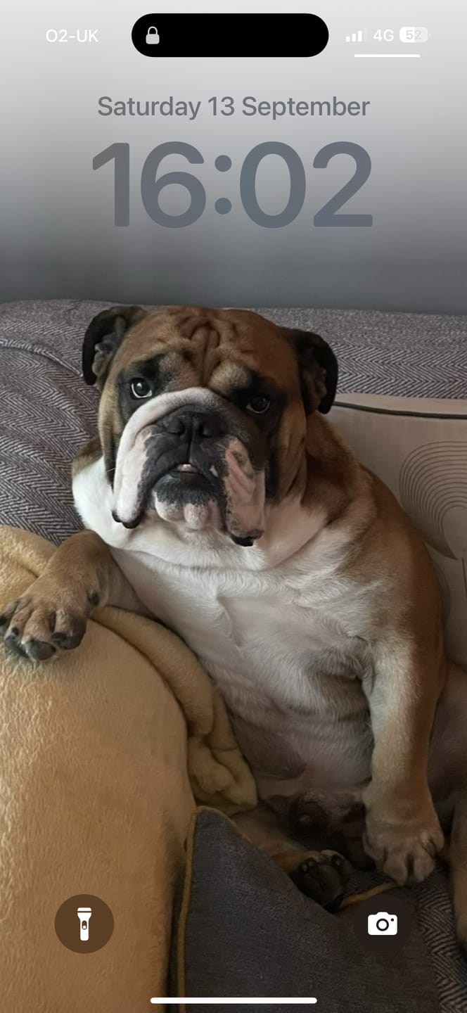 Customer photo review of Custom Memorial Pet Portrait