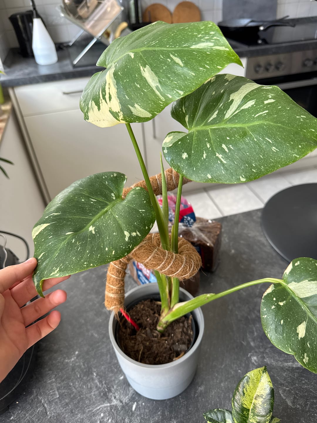 Customer photo review of Monstera Thai Constellation