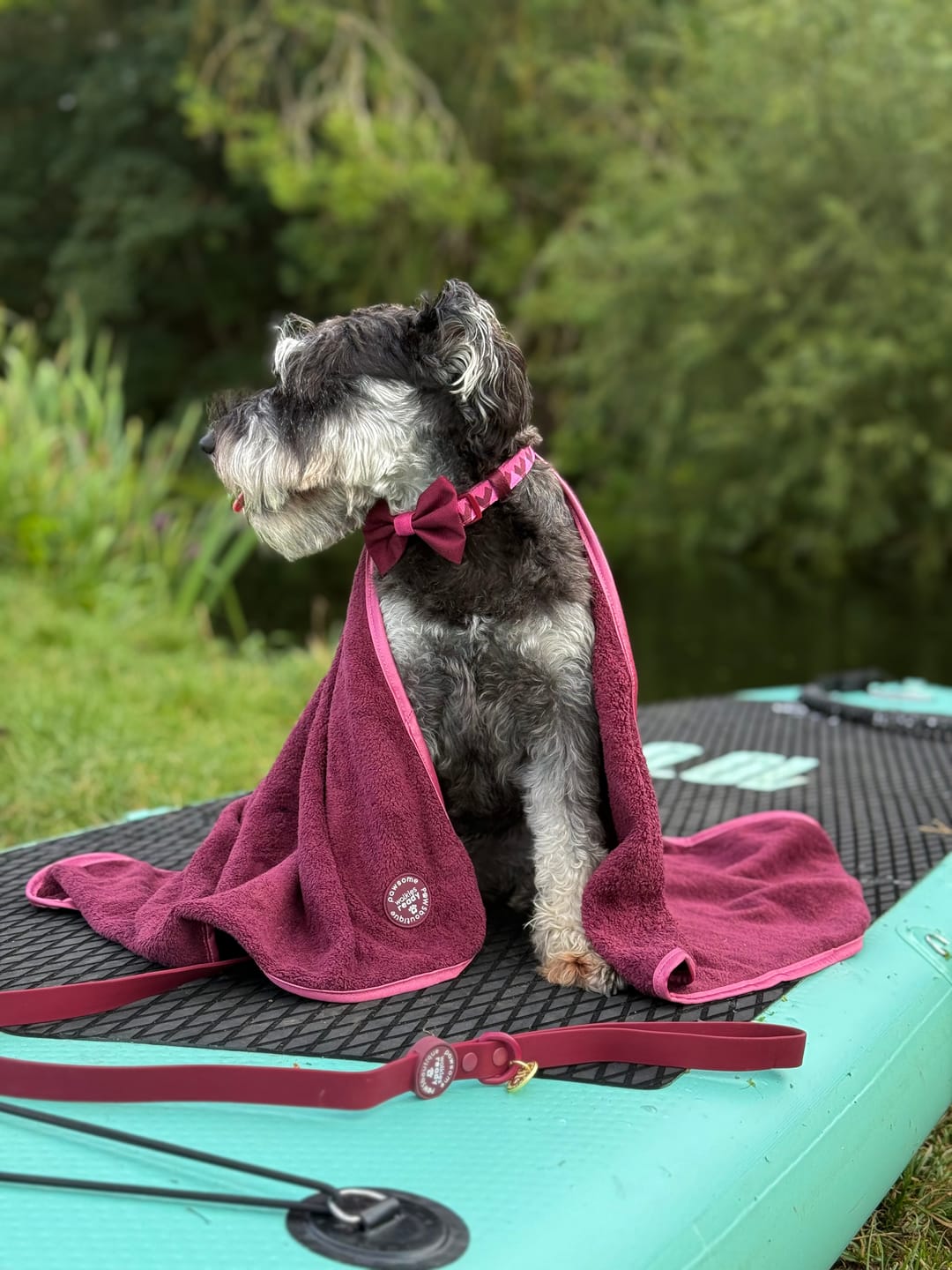 Customer photo review of Collar - Walkies Ready® Mulberry