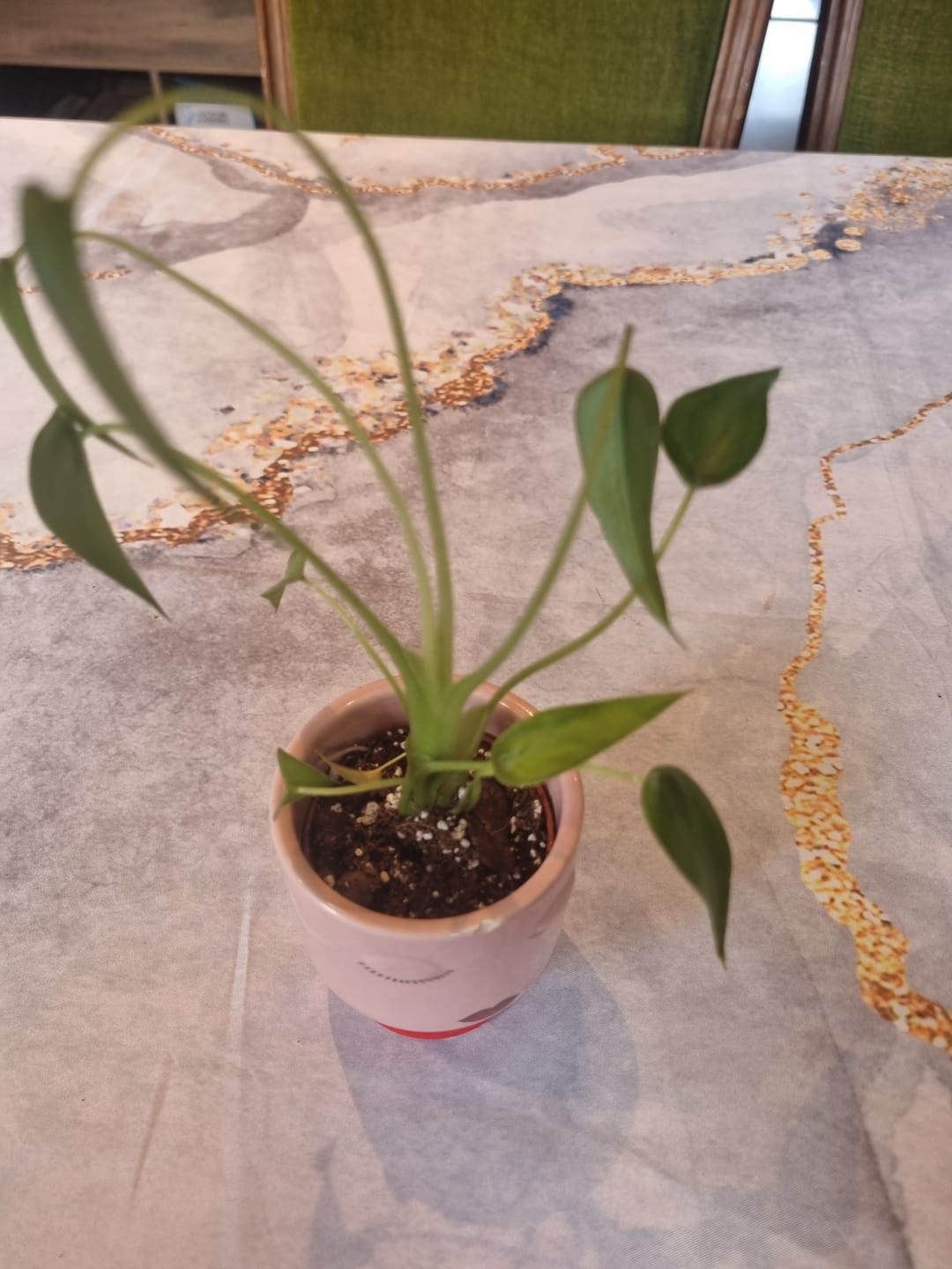 Customer photo review of ALOCASIA TINY DANCER