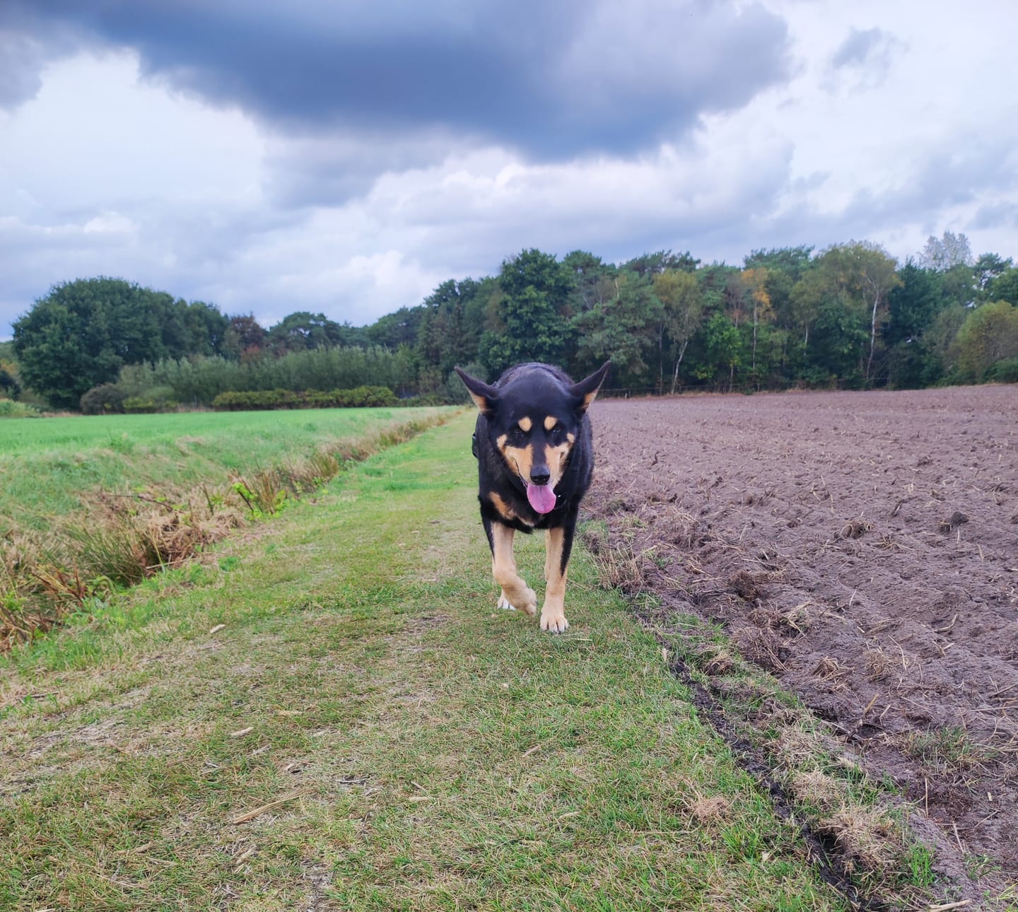 Customer photo review of Hundekekse - Apfel-Fenchel - 2 mg CBD (vegan)