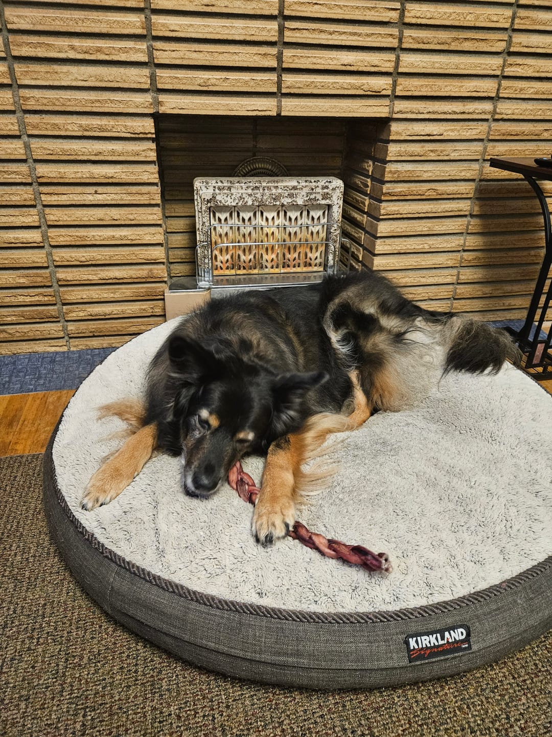 Customer photo review of 12 Inch Thick Braided Bully Stick