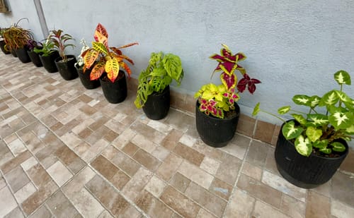 Customer photo review of Maceta Textura Líneas de Cerámica, Color Negro, 14x12 cm