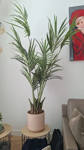 Customer photo review of Kentia Kunstpalm 180cm