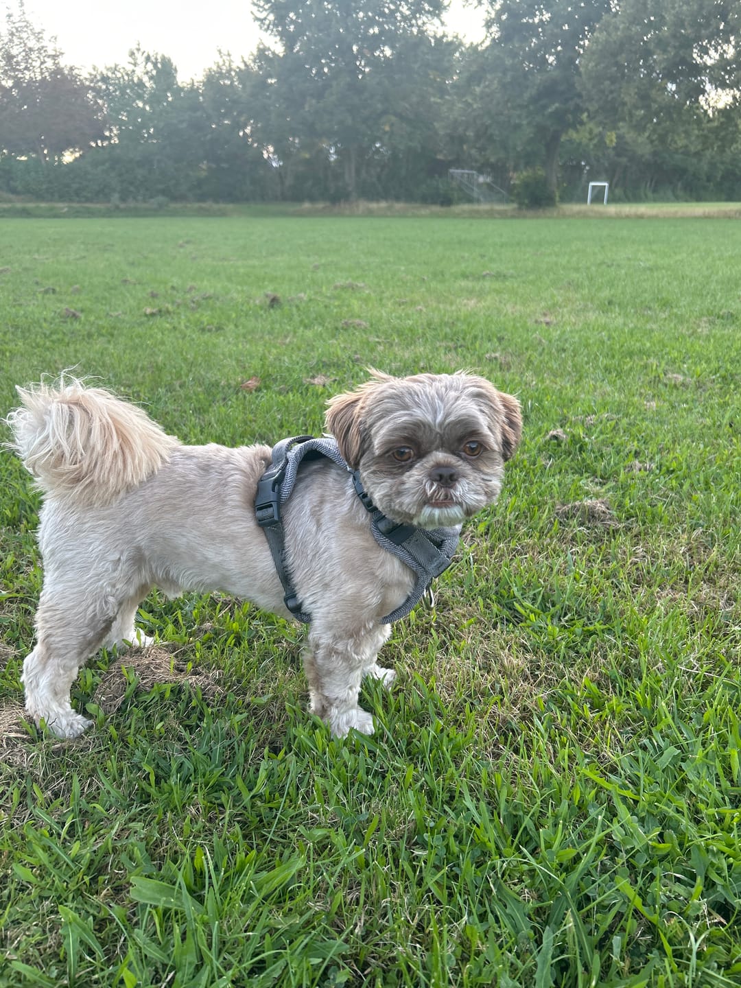 Customer photo review of Staey - Elma Hundesele, Dusty Blue