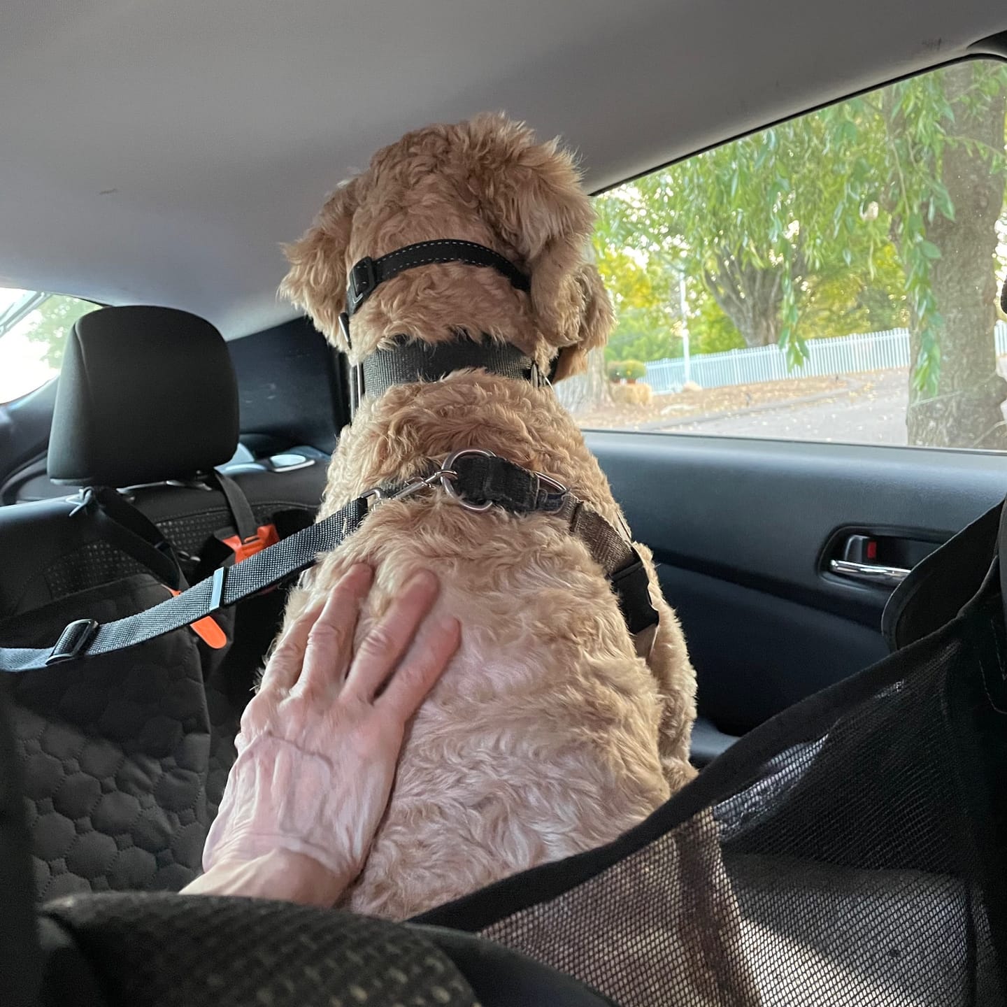 Customer photo review of 2 Pack Headrest Car Dog Safety Seatbelt