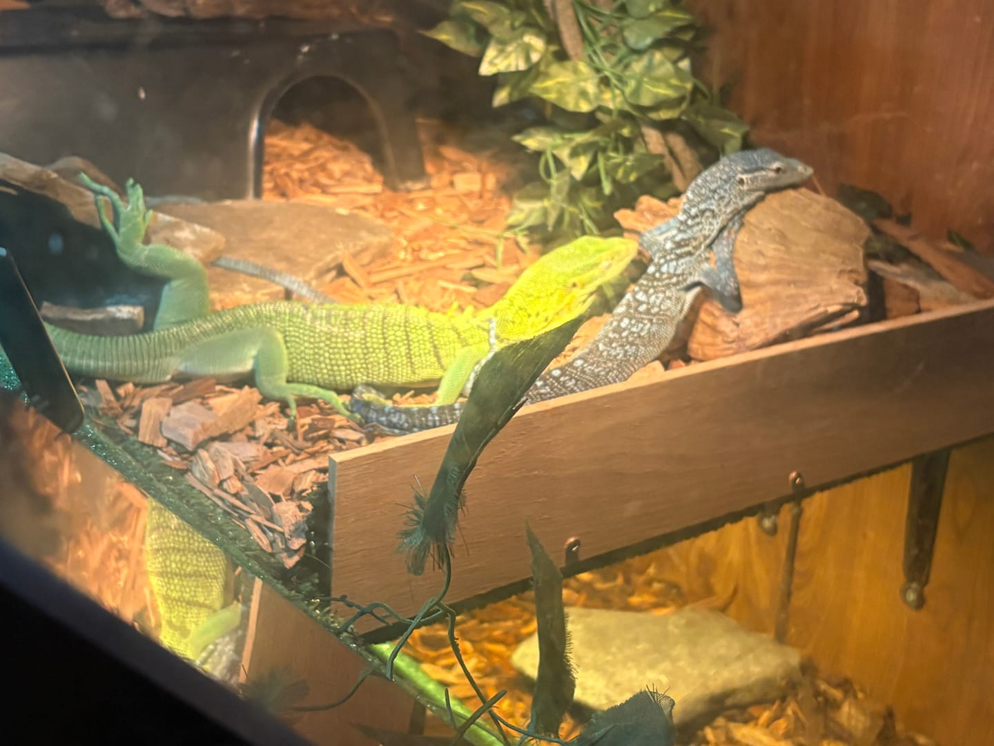 Customer photo review of Provent-a-Mite for Tortoise, Snake, and Lizard Cage (6 oz)
