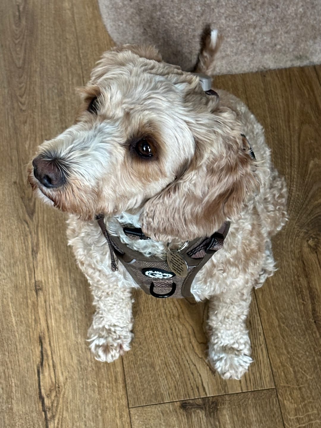 Customer photo review of Trail & Glow Tweed Dog Harness - Oxford Tweed
