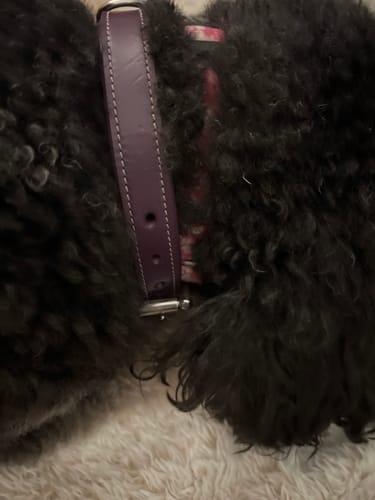 Customer photo review of Rover Standard Collar