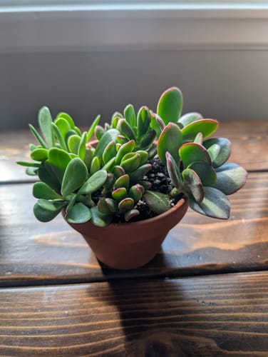 Customer photo review of Assorted Jade
