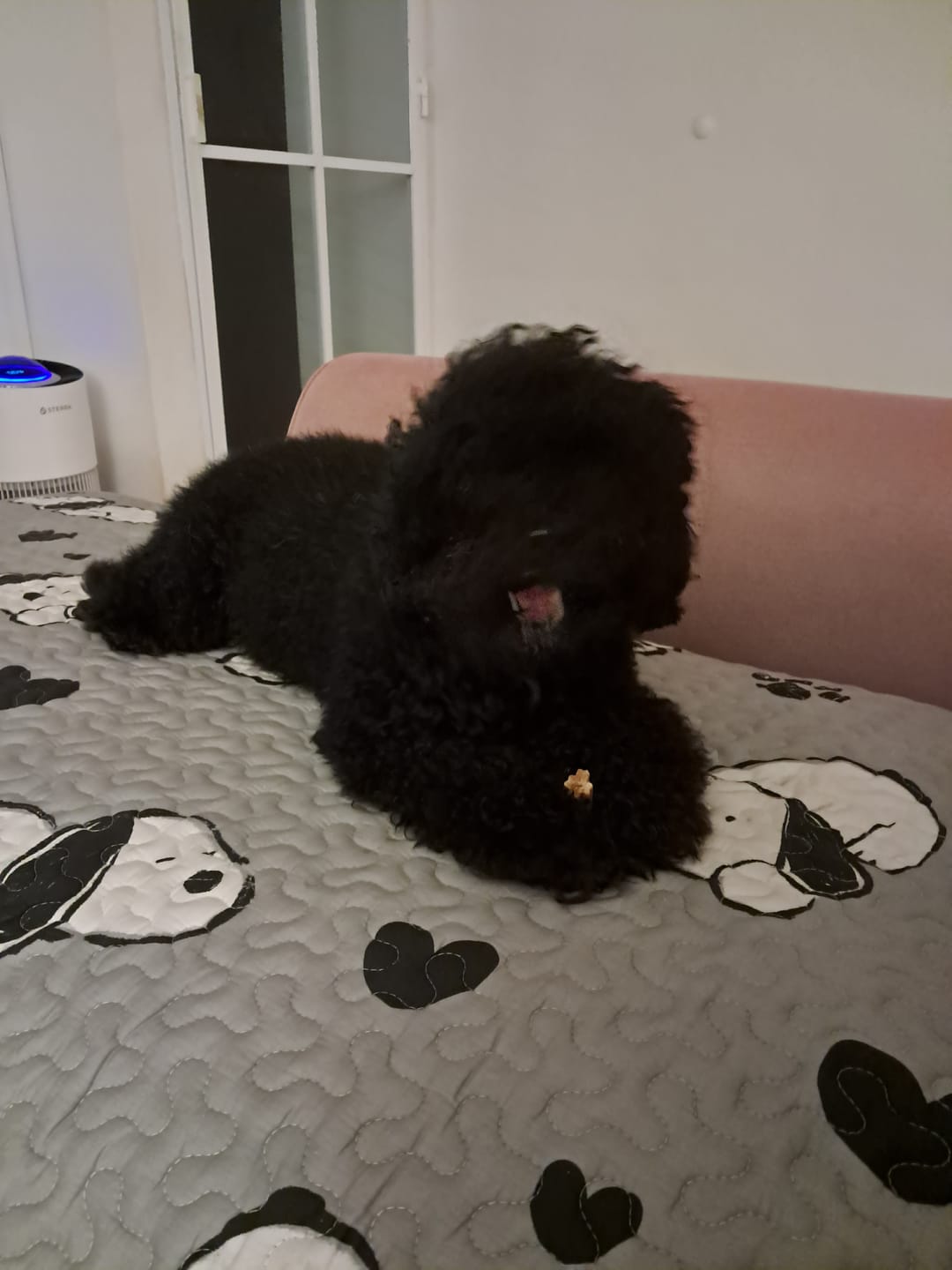 Customer photo review of Dental Chew • Large Package