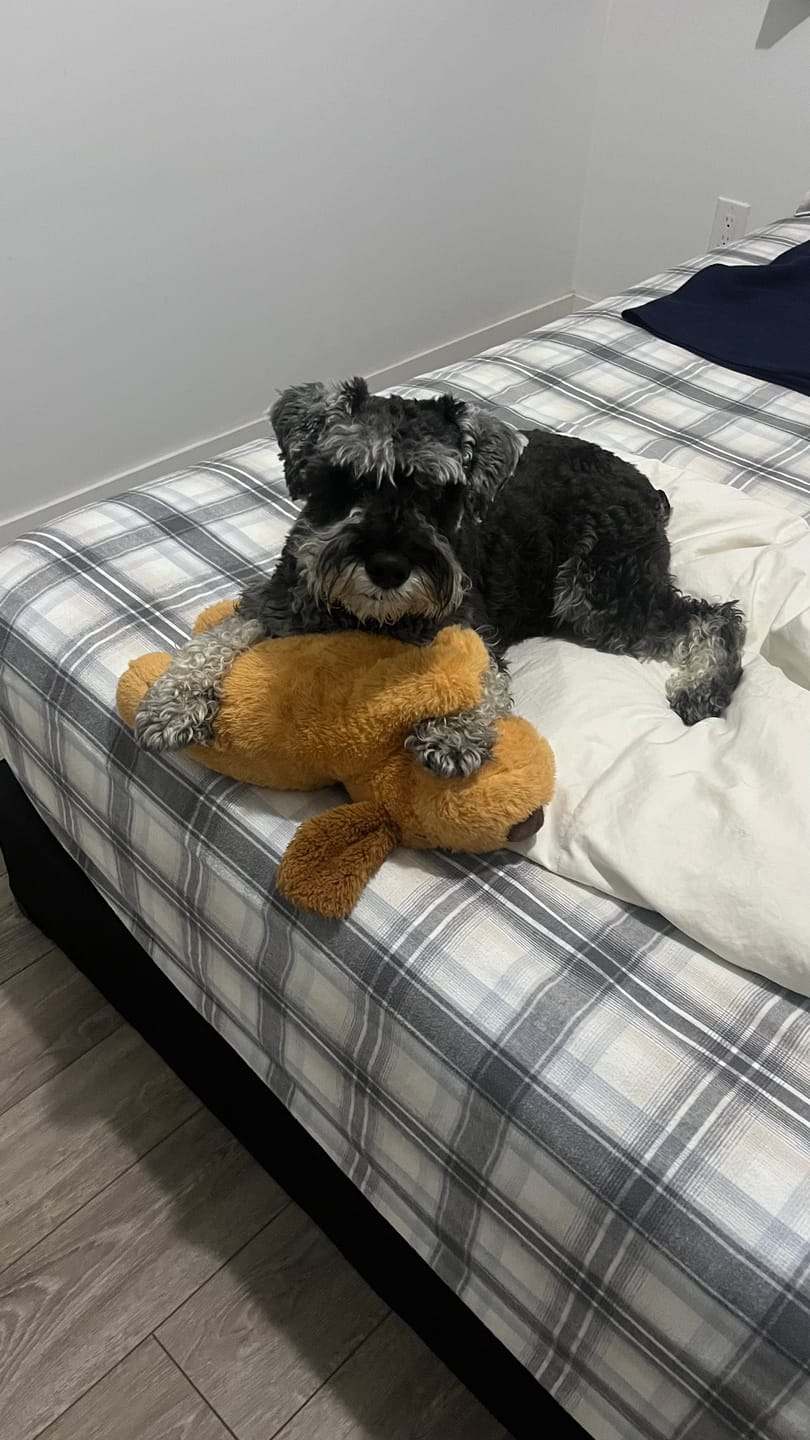 Customer photo review of Peluche Antiestrés para Mascotas