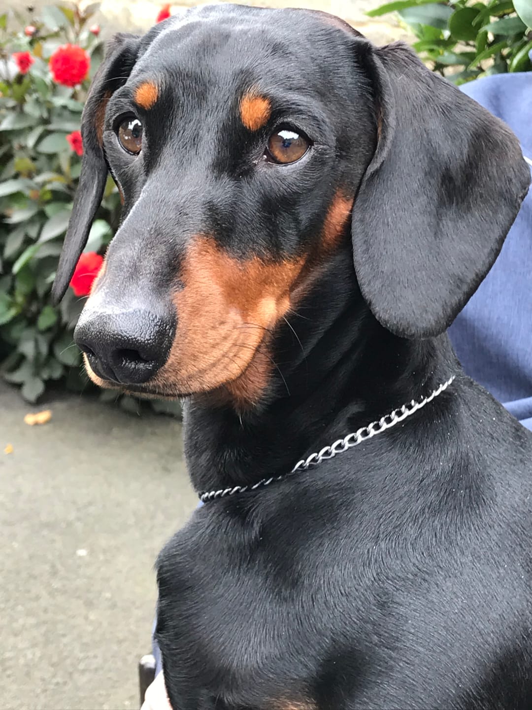 Customer photo review of Green Lipped Mussel Powder For Dogs