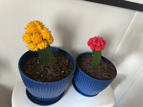 Customer photo review of Gymnocalycium mihanovichii freidrichii | Moon Cactus Yellow