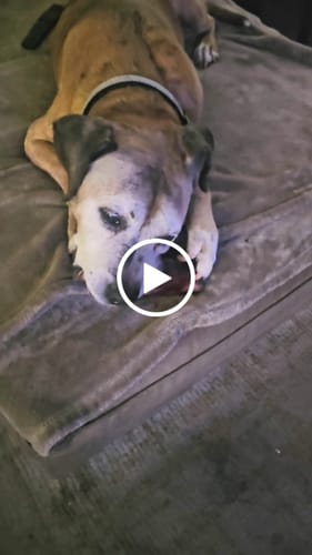 Customer video review of Smoked Beef Marrow Bone