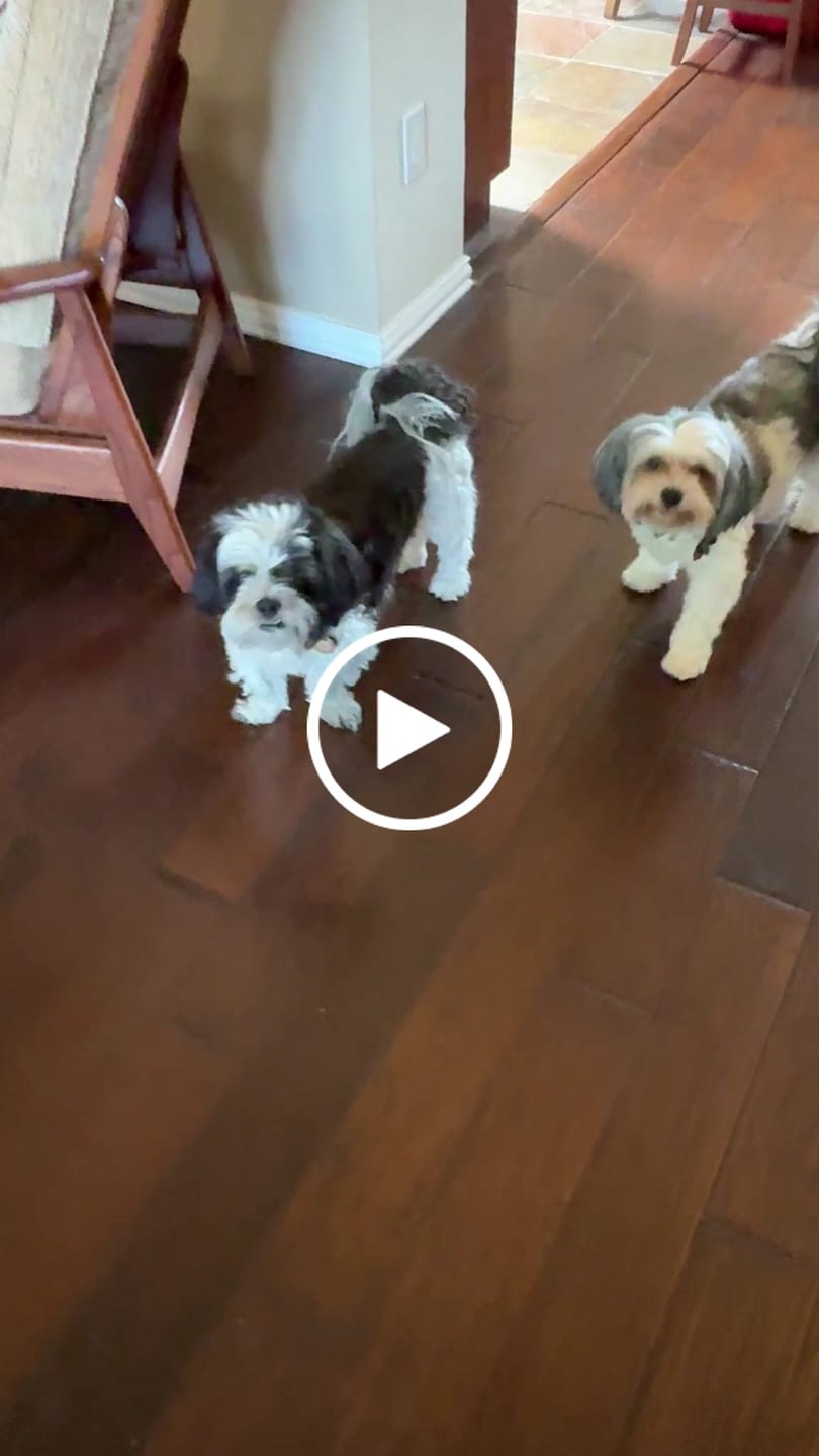 Customer video review of Tasty Ostrich Jerky (2oz): The Protein-Packed, Dental-Health Chew for Dogs of All Sizes