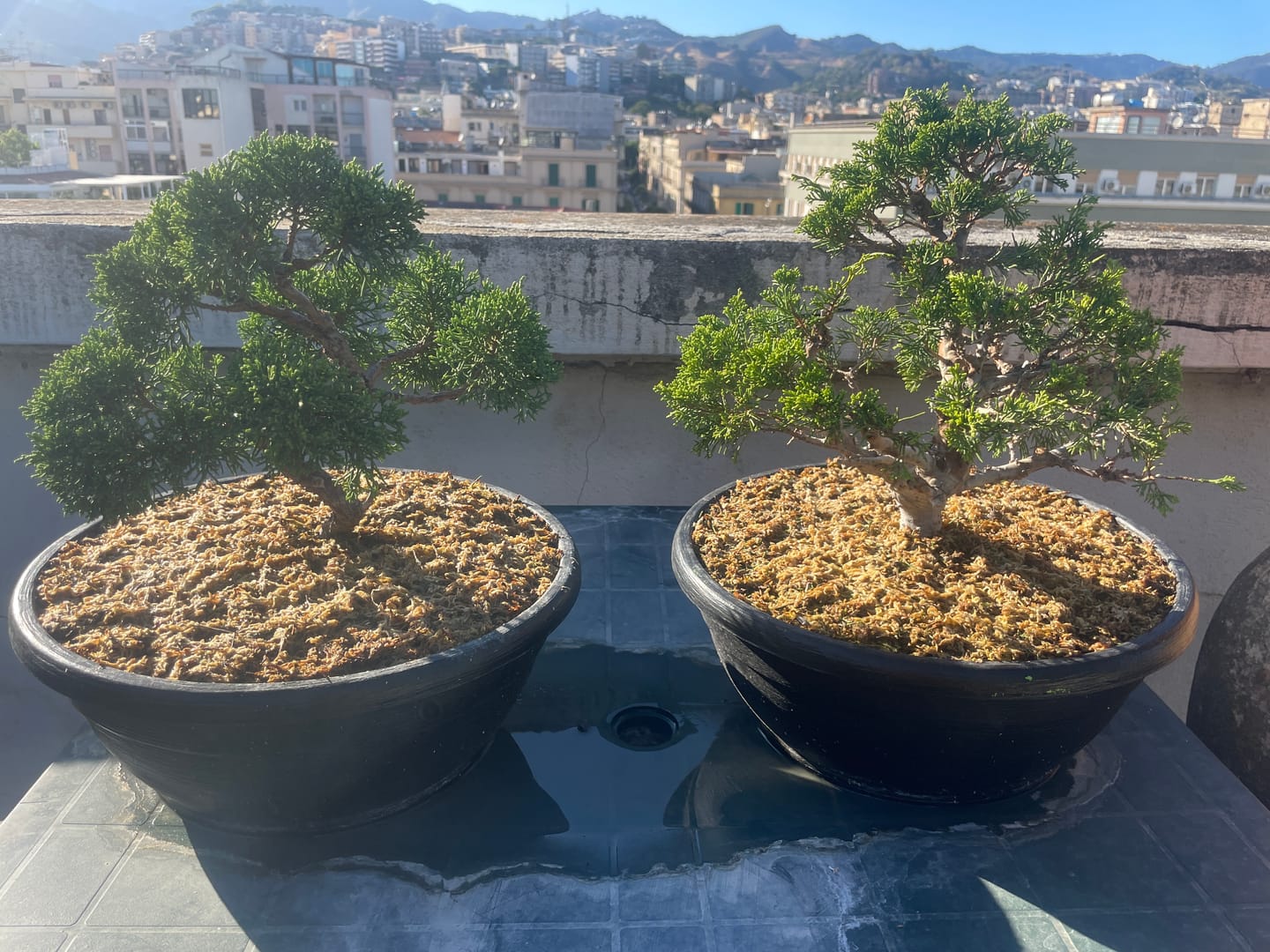 Customer photo review of SFAGNO TOP QUALITY CB®
