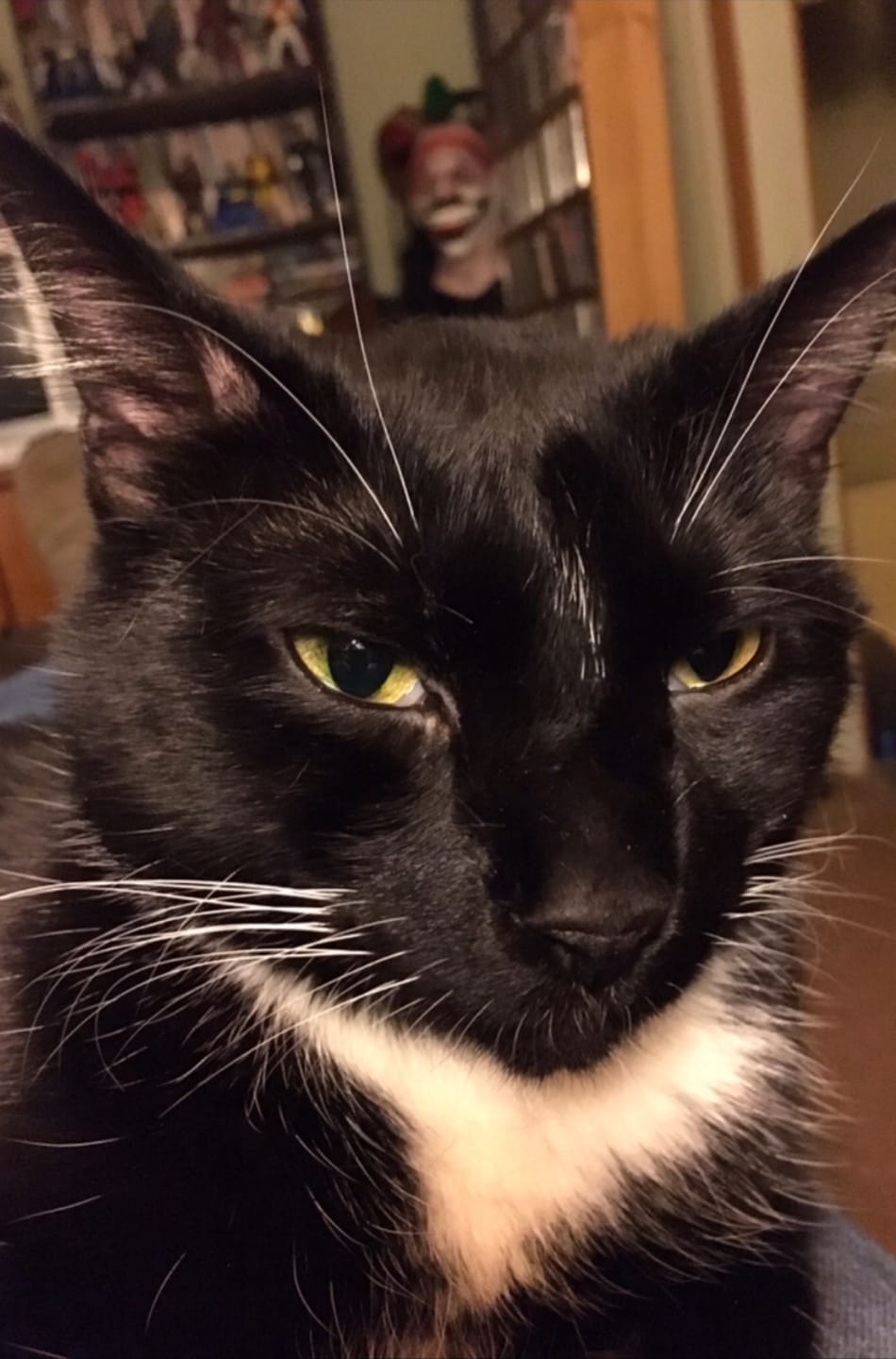 Customer photo review of Cat Eye Infection & Vision Support Remedy