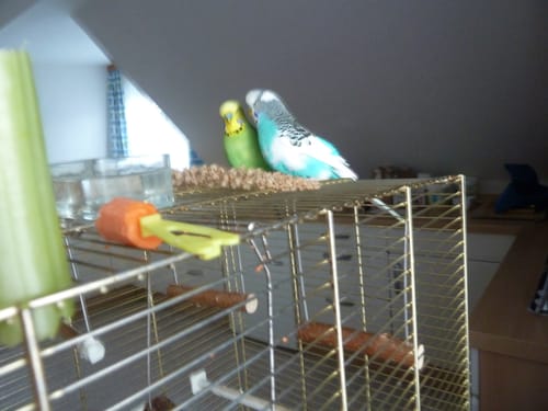 Customer photo review of Rote Kolbenhirse