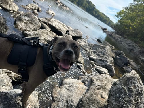 Customer photo review of No Pull Bully Proof Harness