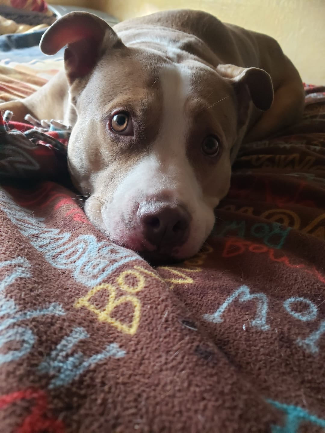 Customer photo review of KING KALM 600mg CBD with Copaiba, Krill Oil and DHA for Dogs & Cats