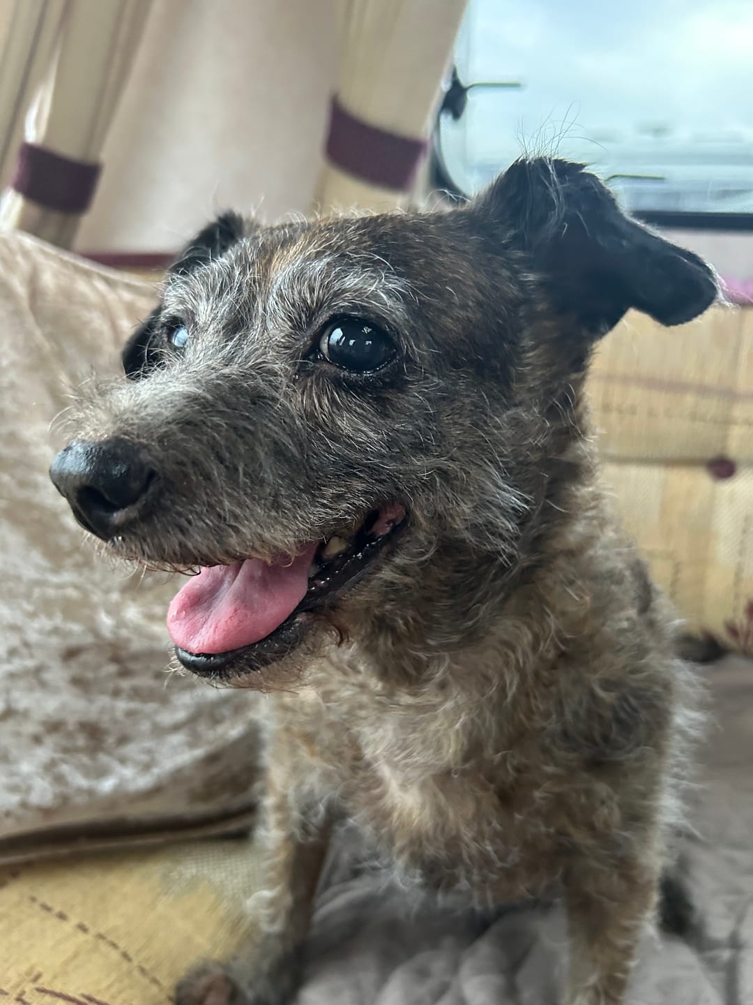 Customer photo review of Total Urinary Care Supplement For Dogs