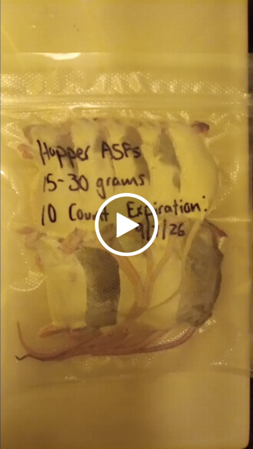 Customer video review of Hopper African Soft Fur Rats (10 Count)