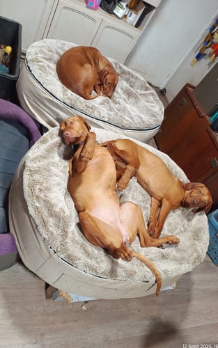 Robyn H. review of Large Rebound Foam Mattress Dog Bed - Interior/Outdoor image 1 out of 1