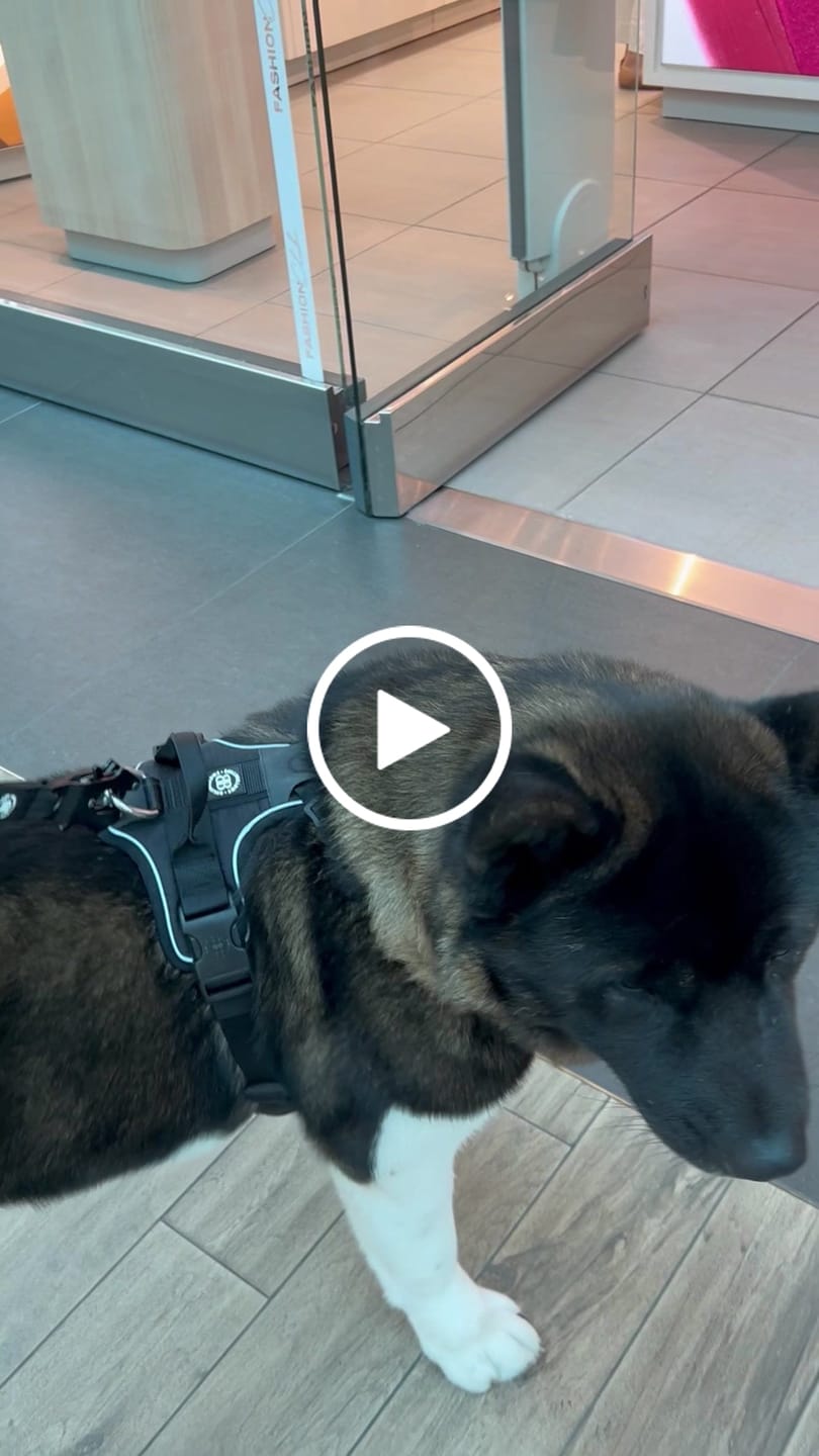 Customer video review of Anti Pull Harness | With Handle & Lighter | Hurricane Harness - Black